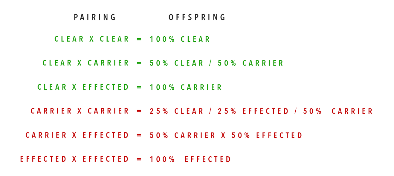 Healthy Bulldogs and Health Testing on Ricatori Bulldogs