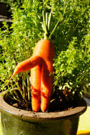 "Er steht im Garten..." ;-)