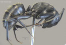Camponotus vagus