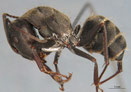 Camponotus micans