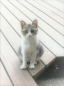 猫、野良猫、魚大好き猫