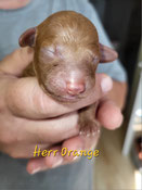 Herr Orange, 2. Tag