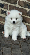 Middenslag Keeshond pup, witte Keeshond pup