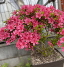 植木 サツキ