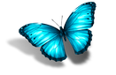 Icon Schmetterling