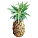 Pineapple Juice ・ Suco de Abacaxi ・パイナップルジュース　 ¥350