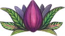 cacao mama cacao pod drawing purple