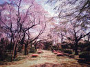 松音寺の桜
