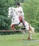 Hermes cheval de race camargue saut obstacle