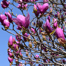 庭木の種類と名前,Japanese tree
