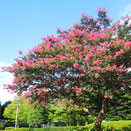 花期が長い　代表種