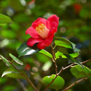 ピンクの花,代表種,樹木の名前