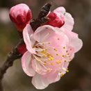 ピンクの花,代表種,樹木の名前