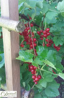 Rote Johannisbeeren haben zahlreiche gesunde Inhaltsstoffe. Mehr dazu sowie ein köstliches Ribiselkuchen Rezept auf www.daninas-kunst-werkstatt.at