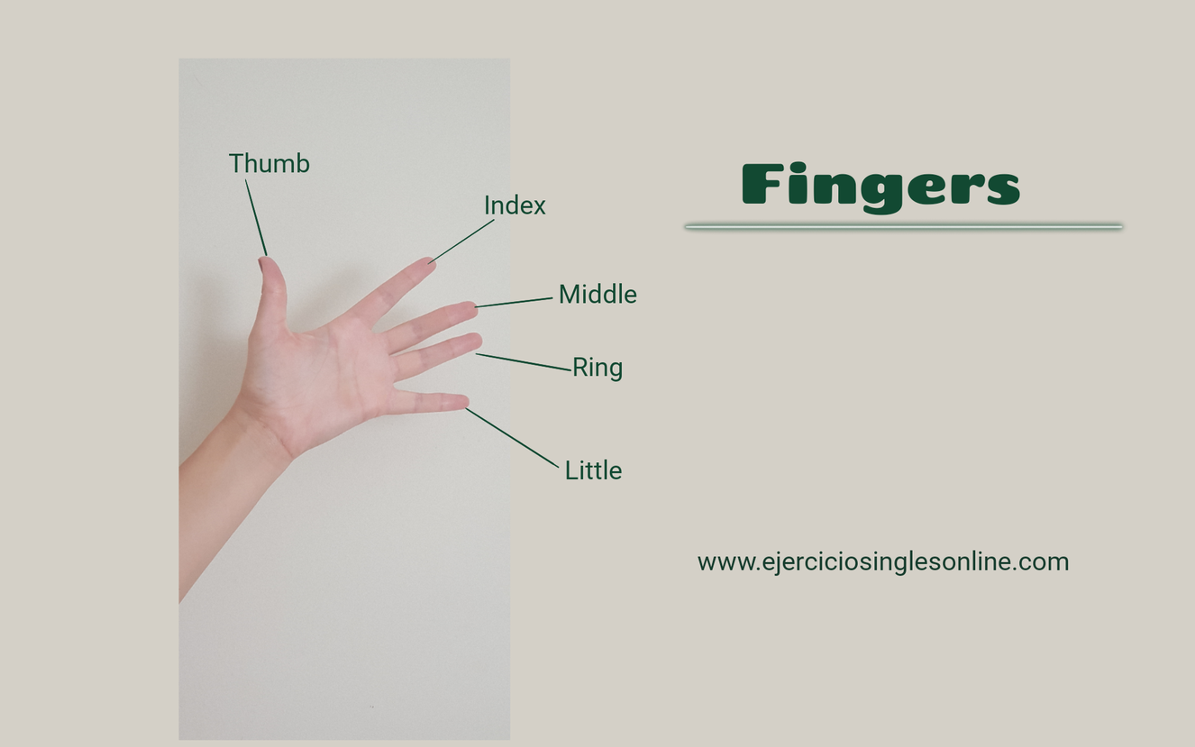 Partes del cuerpo - Ejercicios inglés online