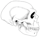 PaleoBRAIN, un projet ANR sur l'évolution du cerveau humain