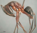 Camponotus barbaricus