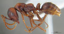 Polyergus rufescens