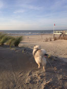 Wolfsspitz Babette am Nordsee Strand