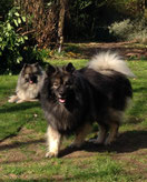 Wolfsspitz Babette und Sunny