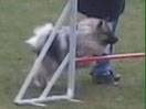 Wolfsspitz Babette beim Sport