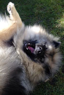 Keeshond Babette