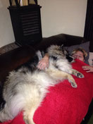Keeshond Babette mit Frauchen