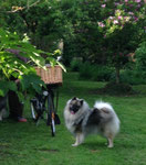 Wolfsspitz Babette im niederländischen Garten