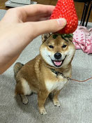 赤柴の画像