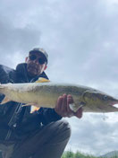 Lachse angeln in Norwegen, mittlerer Fluss, Meerforelle mit Blinker