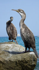 Cormoran huppé des iles glenan