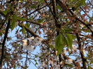 4/8今年の桜も終わる…でも、今年は長く咲いていた