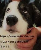 ＺＡＫＵＲＢＯＲＤＥＲ（サクールボーダー）ブログ、ボーダーコリーＭ＆Ｅ２０２２１０１０使用画像