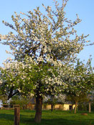 pommier en fleurs