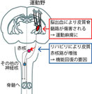 卒中後の麻痺枝を集中的に動かすことによるり再構成される運動経路