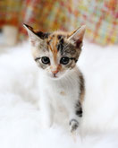 Tierbetreuung/Katzenbetreuung in Pfungstadt und Darmstadt. Deine Katzensitter vor Ort