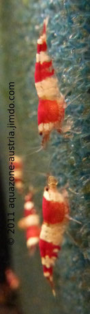 Red Bee Garnelen Grade S, C. cantonensis var. "Red Bee"