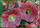Data Stokrozen-Hortensia-Hemerocallis-Bamboe Dagen in de Noordoostpolder