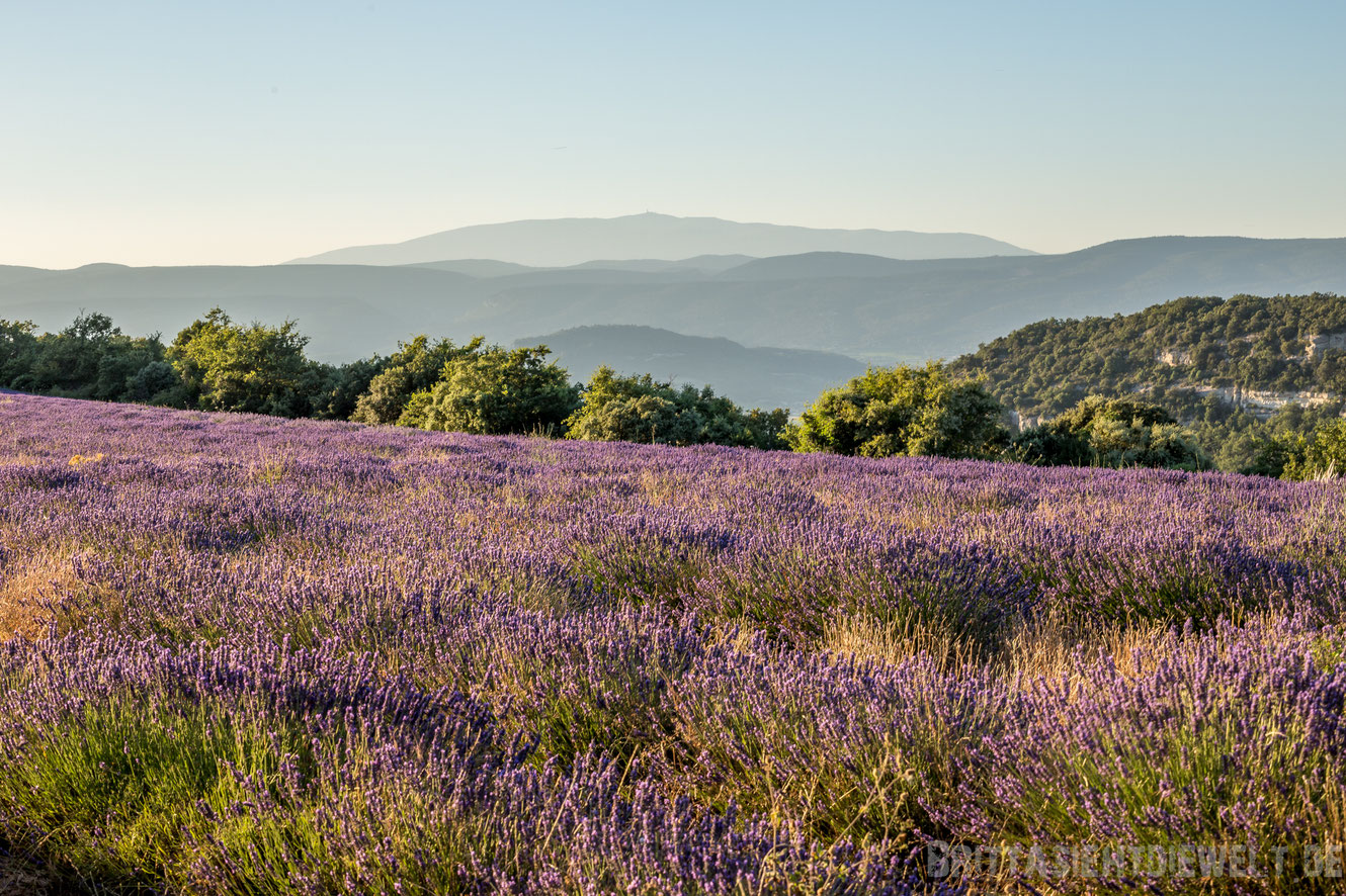 mont ventroux, lavendelfelder, lavendel, lavendelblüte, sommer, luberon, reisetipps, infos, selbstgeplant, frankreich, provence