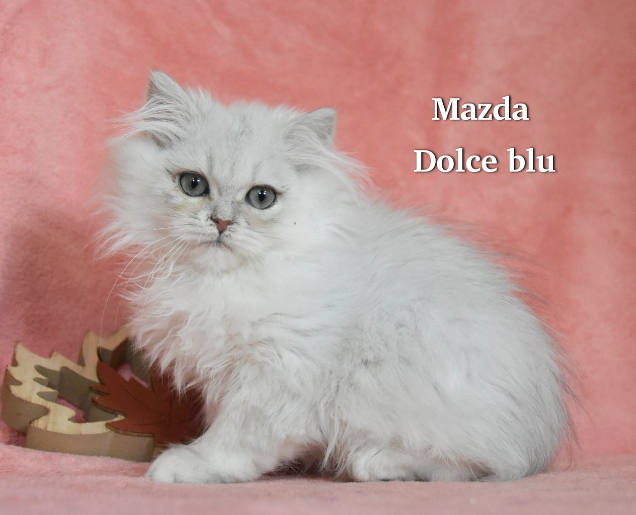 Cucciolo British longhair Black shaded