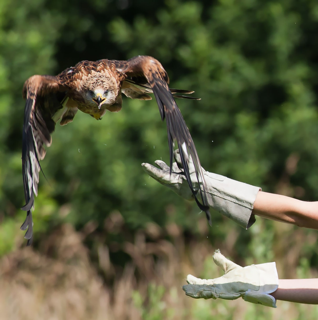 Willkommen im NABUArtenschutzzentrum NABUZentrum Leiferde