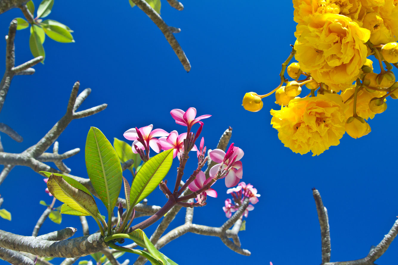 Bunte Blüten und Blumen auf Koh Lanta