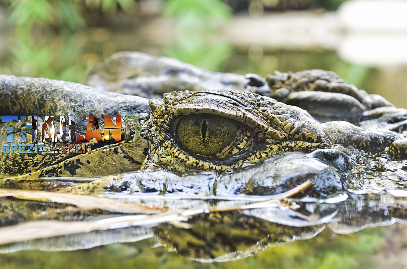 Wilde Krokodile in Nordthailand