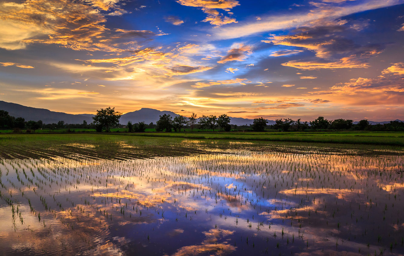Reisfeld bei Sonnenuntergang, Chiang Mai