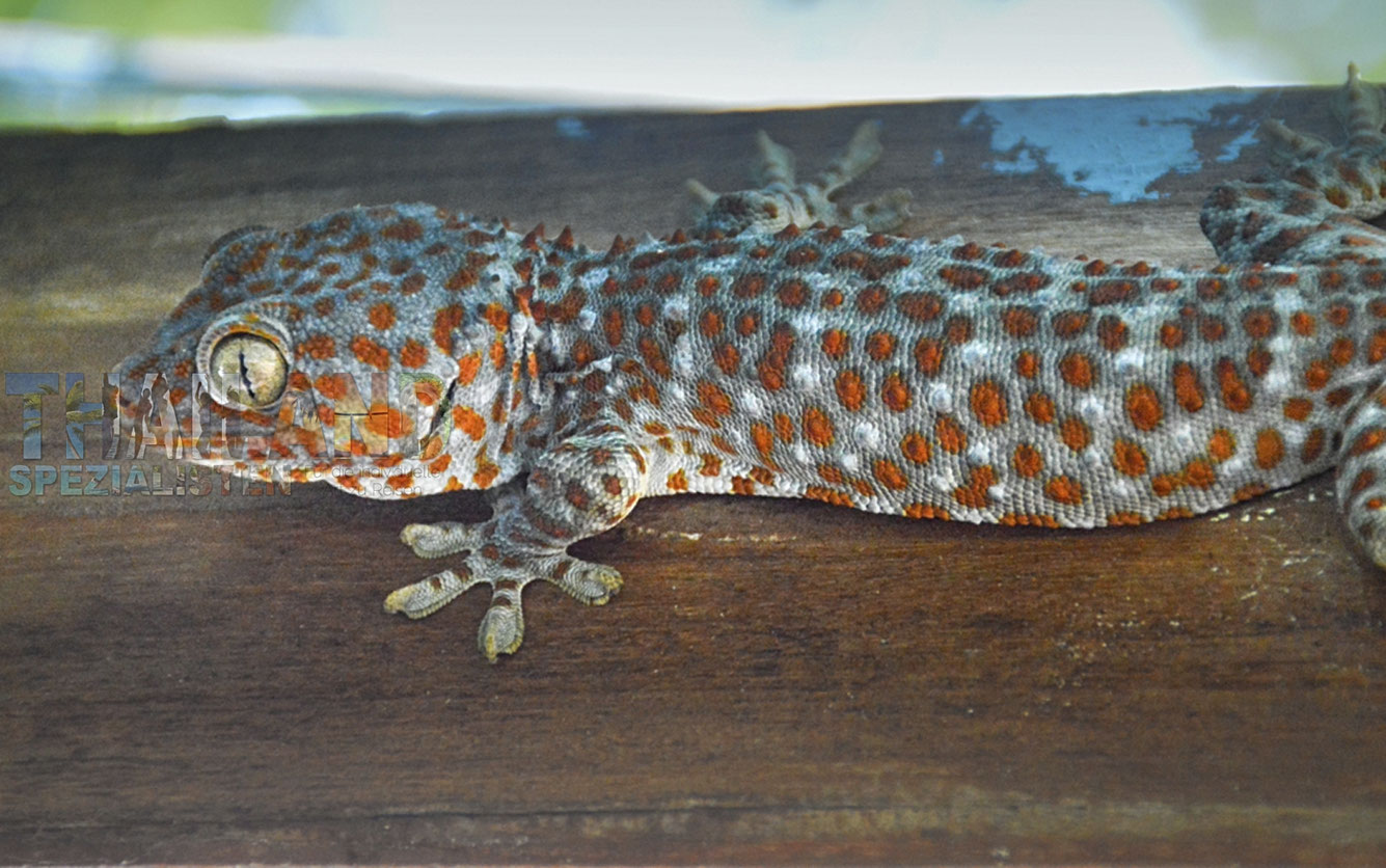 Eine thailändische Echse, Tokay, Thailand