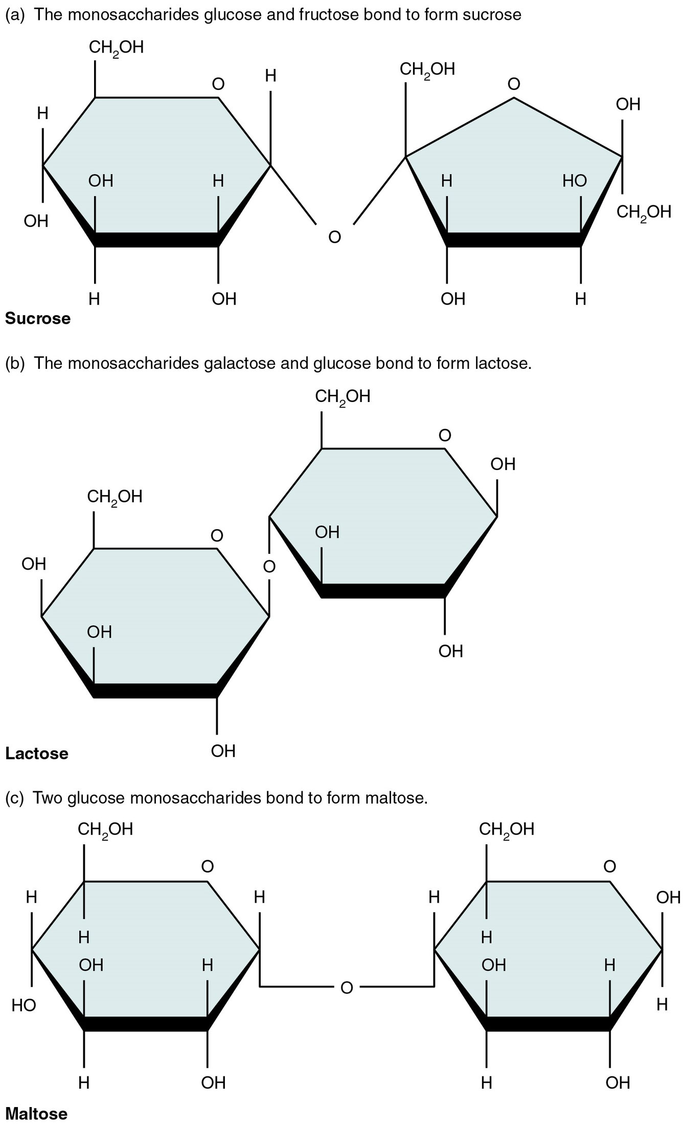 Sugar Formula The Chemical Formula of Sugar WithCarbon