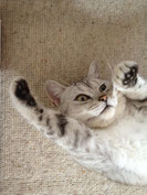 Le British Shorthair