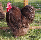 Mutación Chocolate "ch" es una mutación recesiva ligada al sexo. Gallo y gallina son iguales. foto de la web.