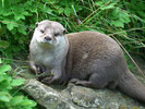 コツメカワウソ Photo by Sean Murray