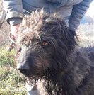 Blacky - Tiere in Spanien e.V.